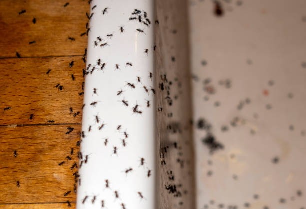 Best Spider Control Near Me  in Savannah, TN